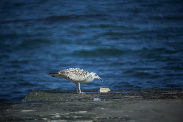 Gulls  watching the water. — Stock Photo, Image