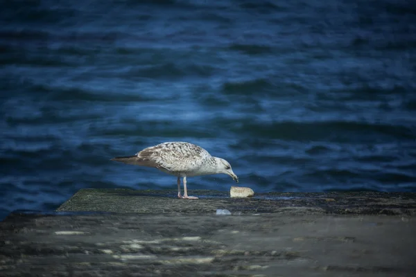 Gulls  watching the water. — Stock Photo, Image