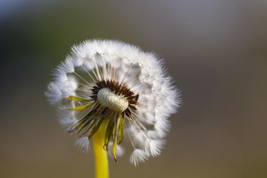 karahindiba içinde makro fotoğrafçılık