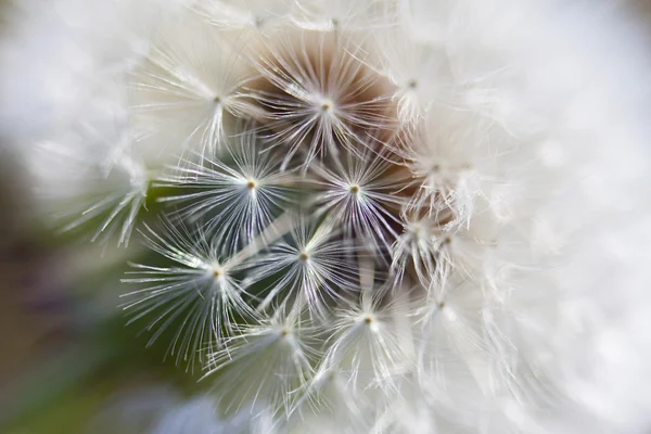 Diente de león dentro, macrofotografía —  Fotos de Stock