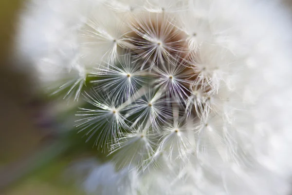 Dandelion inside,macro photography — Stock Photo, Image