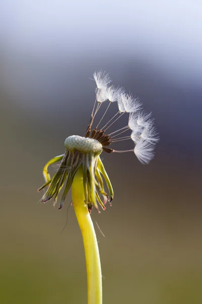 Diente de león dentro, macrofotografía —  Fotos de Stock