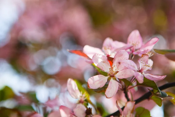 Wiśniowe kwiaty na rozmytym tle natury / Wiosenne kwiaty / Wiosenne tło z bokeh — Zdjęcie stockowe