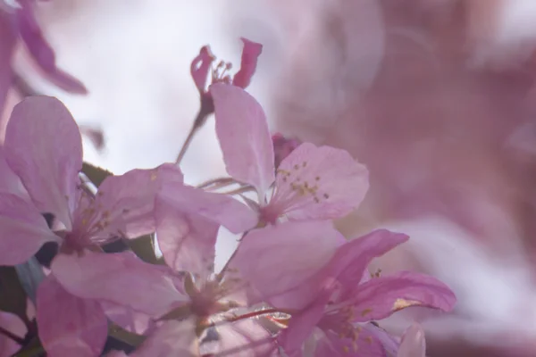 Kirschblüten über verschwommenem Naturhintergrund / Frühlingsblumen / Frühlingshintergrund mit Bokeh — Stockfoto