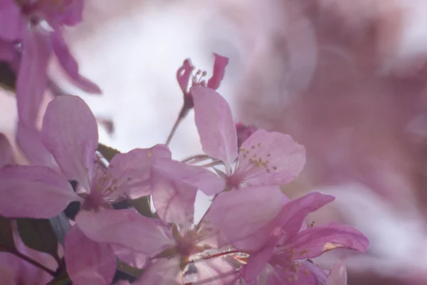 Flores de cerezo sobre fondo borroso de la naturaleza / Flores de primavera / Fondo de primavera con bokeh —  Fotos de Stock