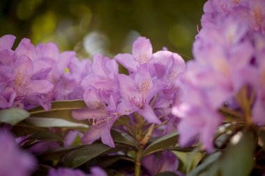 Bahçedeki güzel pembe çiçekler