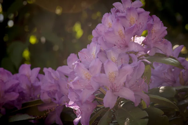 Hermosas flores rosadas en el jardín — Foto de Stock