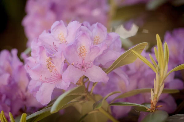 Mooie roze bloemen in de tuin — Stockfoto