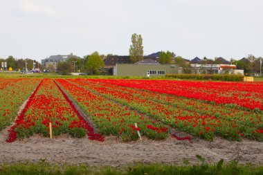 Baharda güneşli bir tarlada kırmızı laleler