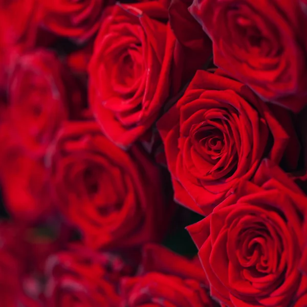 Красные натуральные розы — стоковое фото