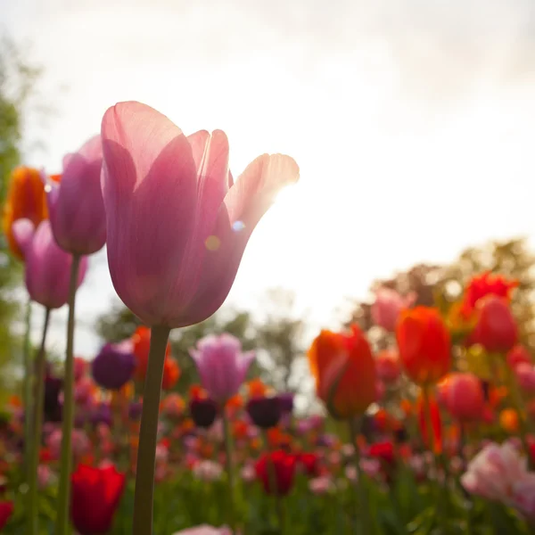 Tulipán. színes tulipán. tulipánok a tavaszi, színes tulipán — Stock Fotó