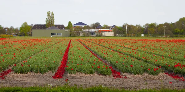 Червоні тюльпани на сонячному полі навесні — стокове фото
