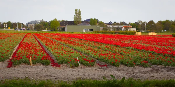 Tulipani rossi su un campo soleggiato in primavera — Foto Stock