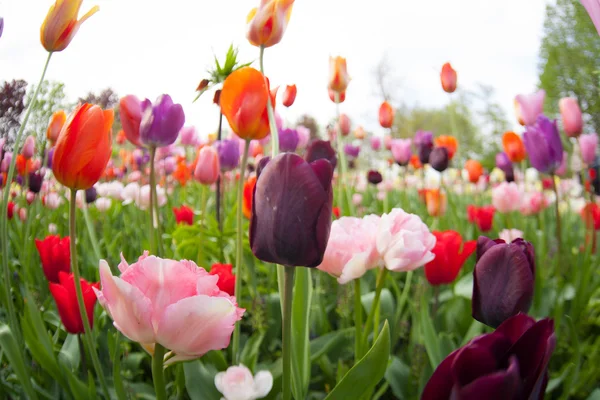 Bunte Tulpen. Tulpen im Frühling, bunte Tulpen — Stockfoto