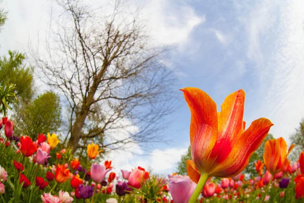 Kolorowe tulipany. tulipany wiosną, kolorowy tulipan — Zdjęcie stockowe