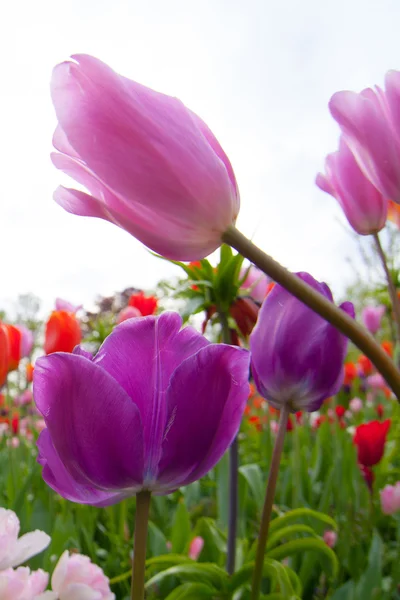 Színes tulipánok. tulipán tavasszal, színes tulipán — Stock Fotó
