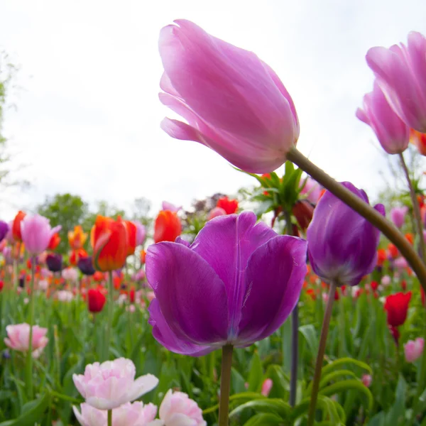 Bunte Tulpen. Tulpen im Frühling, bunte Tulpen — Stockfoto