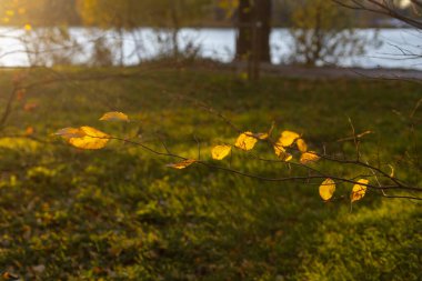 Gün batımında parkta güzel sonbahar yaprakları 