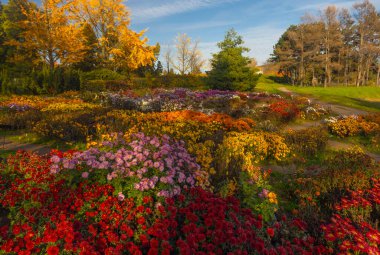 Kyiv, Ukrayna 'daki sonbahar botanik bahçesinde güzel kasımpatı çiçekleri