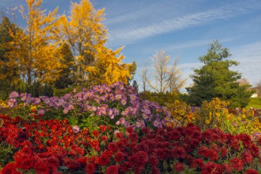 Kyiv, Ukrayna 'daki sonbahar botanik bahçesinde güzel kasımpatı çiçekleri