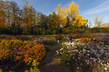 Kyiv, Ukrayna 'daki sonbahar botanik bahçesinde güzel kasımpatı çiçekleri