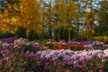 Kyiv, Ukrayna 'daki sonbahar botanik bahçesinde güzel kasımpatı çiçekleri