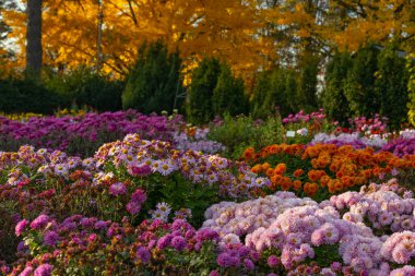 Kyiv, Ukrayna 'daki sonbahar botanik bahçesinde güzel kasımpatı çiçekleri