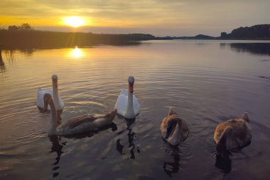 Kuğular göl kenarında yüzüyor. Güzel yaz günbatımı.