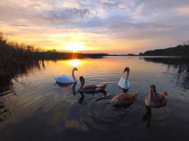 Kuğular göl kenarında yüzüyor. Güzel yaz günbatımı.