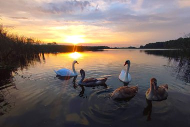 Kuğular göl kenarında yüzüyor. Güzel yaz günbatımı.