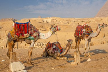 Kahire, Mısır - 4 Mart 2025 Giza Piramitleri yakınında dinlenen deve