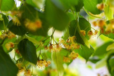 Yazın açan güzel ıhlamur çiçekleri.