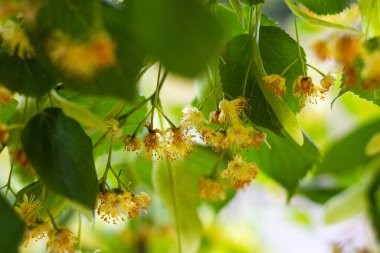 Yazın açan güzel ıhlamur çiçekleri.
