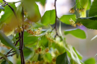 Yazın açan güzel ıhlamur çiçekleri.