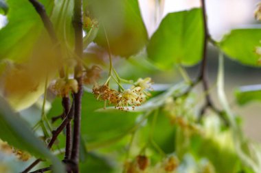 Yazın açan güzel ıhlamur çiçekleri.