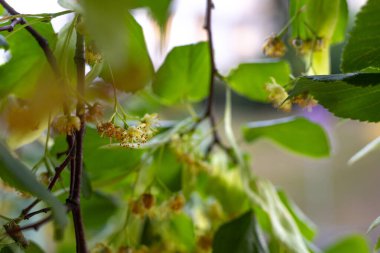 Yazın açan güzel ıhlamur çiçekleri.