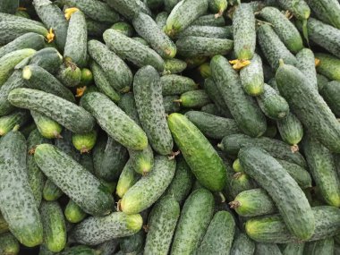 Çiftçi pazarında kutudaki taze organik salatalıklar.