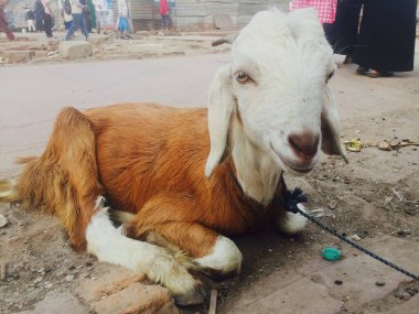 Yeni Delhi, Hindistan - 28 Kasım 2022: Keçi Delhi, Hindistan 'da Eski Delhi bölgesinin caddesinde oturuyor.