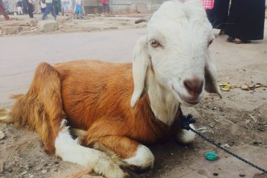 Yeni Delhi, Hindistan - 28 Kasım 2022: Keçi Delhi, Hindistan 'da Eski Delhi bölgesinin caddesinde oturuyor.