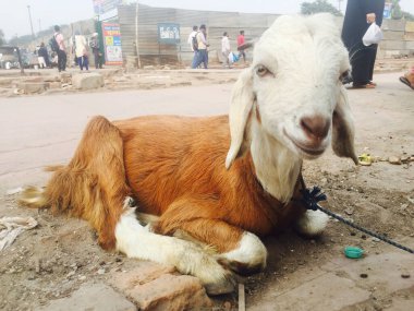 Yeni Delhi, Hindistan - 28 Kasım 2022: Keçi Delhi, Hindistan 'da Eski Delhi bölgesinin caddesinde oturuyor.