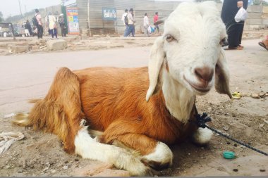 Yeni Delhi, Hindistan - 28 Kasım 2022: Keçi Delhi, Hindistan 'da Eski Delhi bölgesinin caddesinde oturuyor.