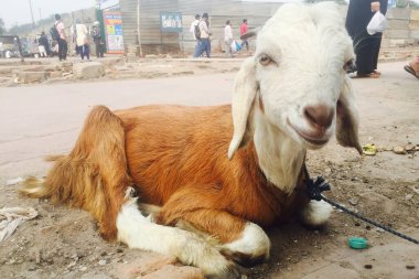 Yeni Delhi, Hindistan - 28 Kasım 2022: Keçi Delhi, Hindistan 'da Eski Delhi bölgesinin caddesinde oturuyor.