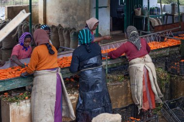 Ooty, Tamil Nadu, Hindistan - 9 Ocak 2022: havuçlar makinelerle yıkandı ve işlendi. Organik gıda üretimi havuç ve sebzeleri ihracat için hazırlıyor..