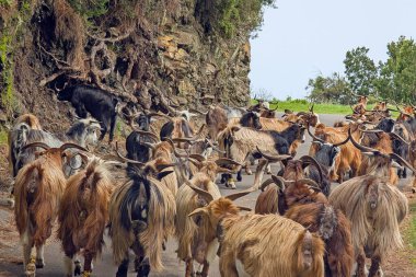 Keçiler Taburiente Krateri yolunda, La Palma Adası, İspanya