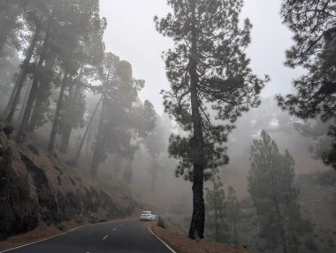 İspanya 'nın La Palma Adası' ndaki Caldera Taburiente yolunda sabah güneşli güzel sisli bir orman.