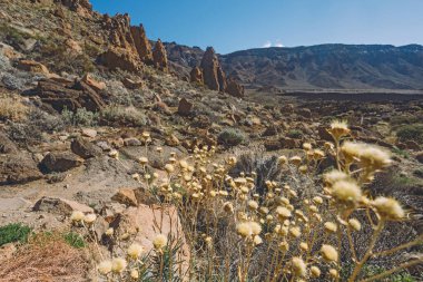Teide Ulusal Parkı, Tenerife, Kanarya Adaları, İspanya 'da güzel volkanik kayalar ve çöl