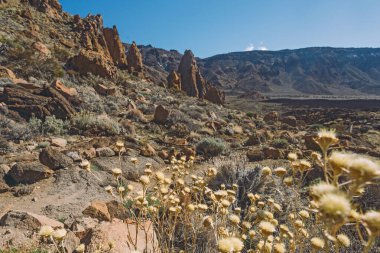 Teide Ulusal Parkı, Tenerife, Kanarya Adaları, İspanya 'da güzel volkanik kayalar ve çöl