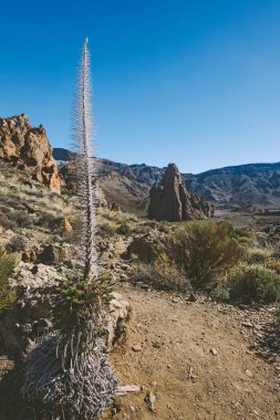 Teide Ulusal Parkı, Tenerife, Kanarya Adaları, İspanya 'da güzel volkanik kayalar ve çöl