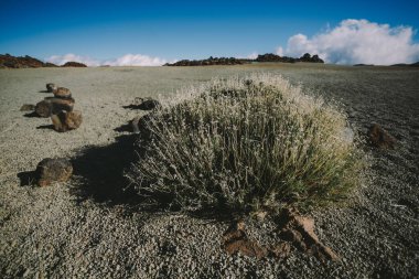 Güzel volkanik kayalar ve yeşil kumlu çöl Teide Ulusal Parkı, Tenerife, Kanarya Adaları, İspanya