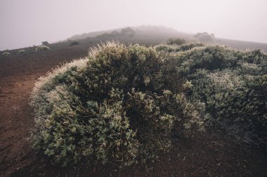 Kışın Teide Ulusal Parkı 'nda sis, Tenerife Adası